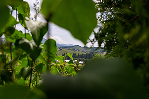 cazare vatra dornei la bella vista